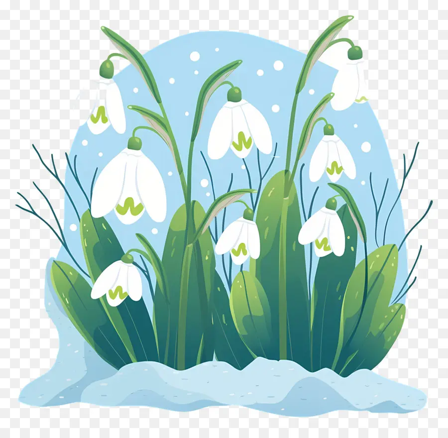 Snowdrops Na Neve，Gotas De Neve PNG