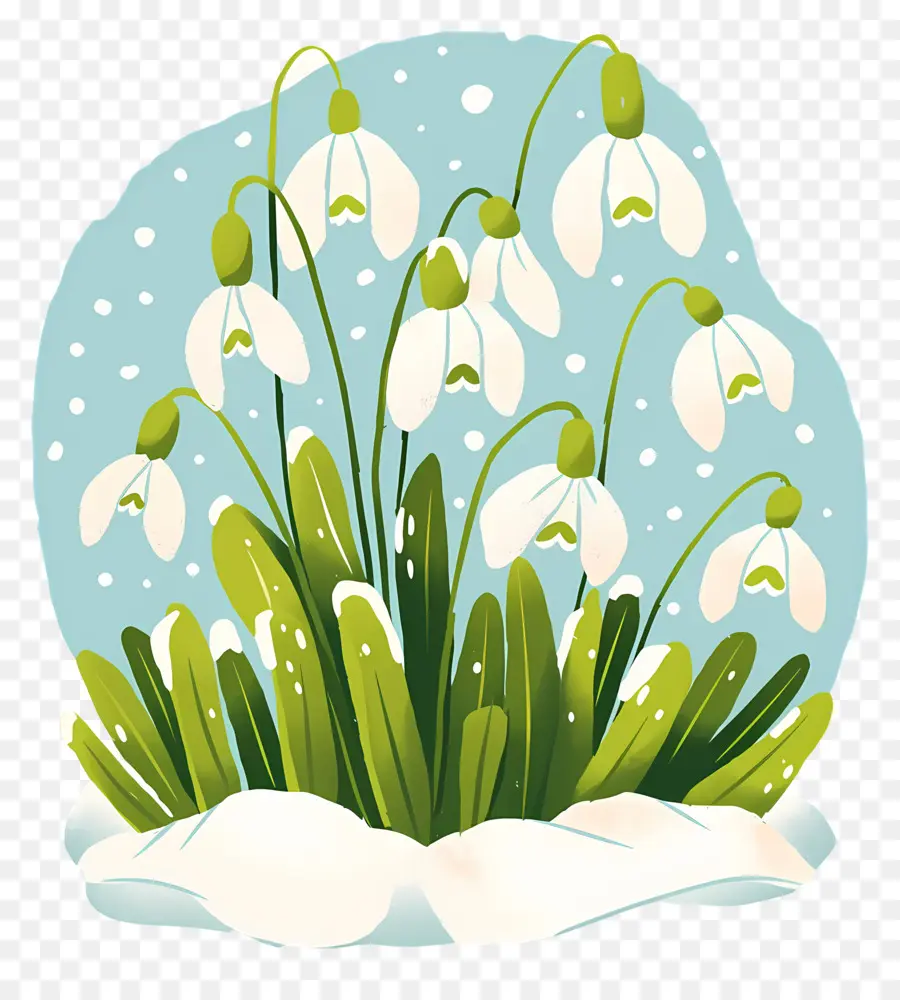 Snowdrops Na Neve，Gotas De Neve PNG