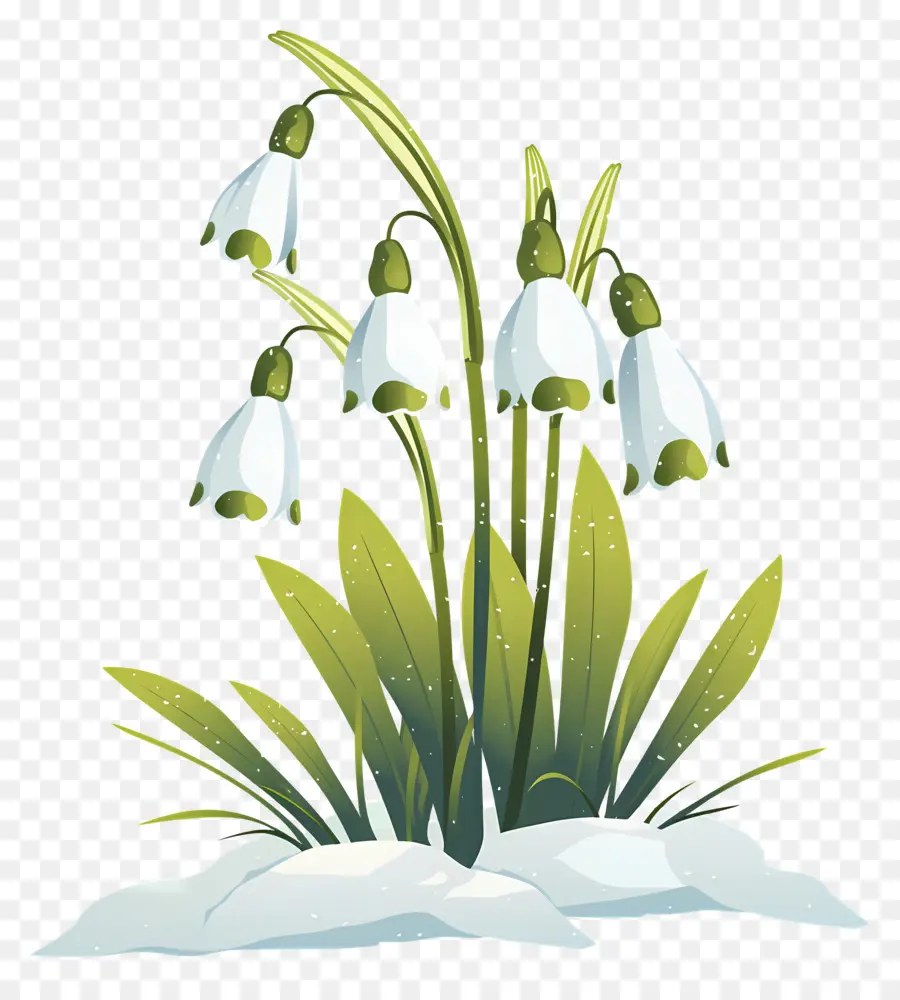 Snowdrops Na Neve，Flores De Floco De Neve PNG