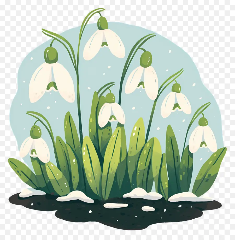 Snowdrops Na Neve，Gotas De Neve PNG