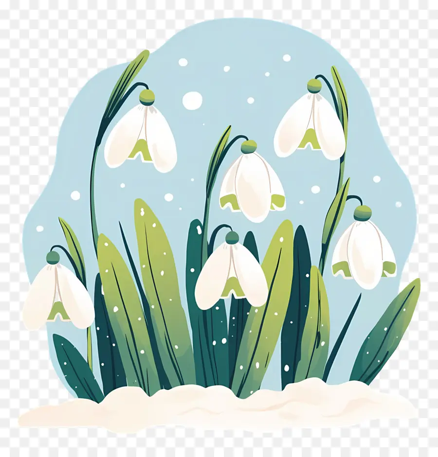 Snowdrops Na Neve，Gotas De Neve PNG