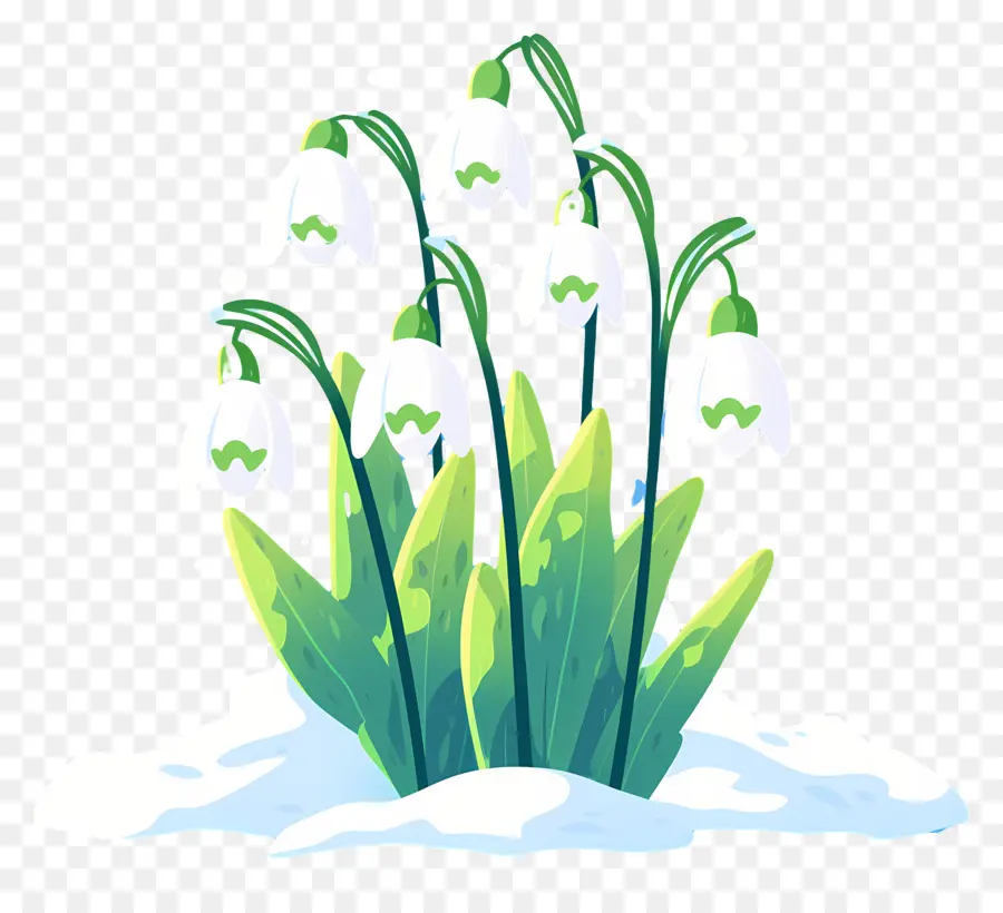 Snowdrops Na Neve，Flores De Floco De Neve PNG