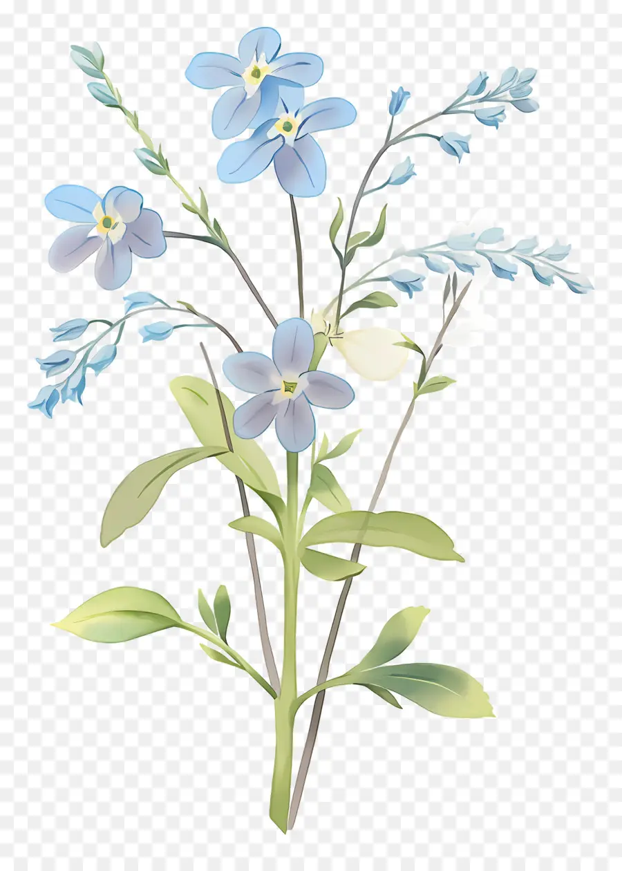 Esqueça Me Não Flor，Flor Azul PNG