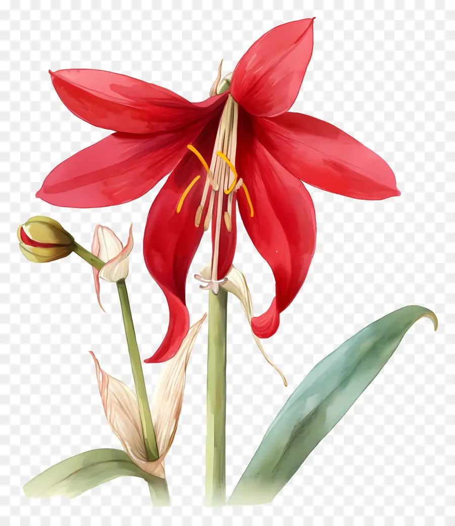 Flor De Amarílis，Flor Vermelha PNG