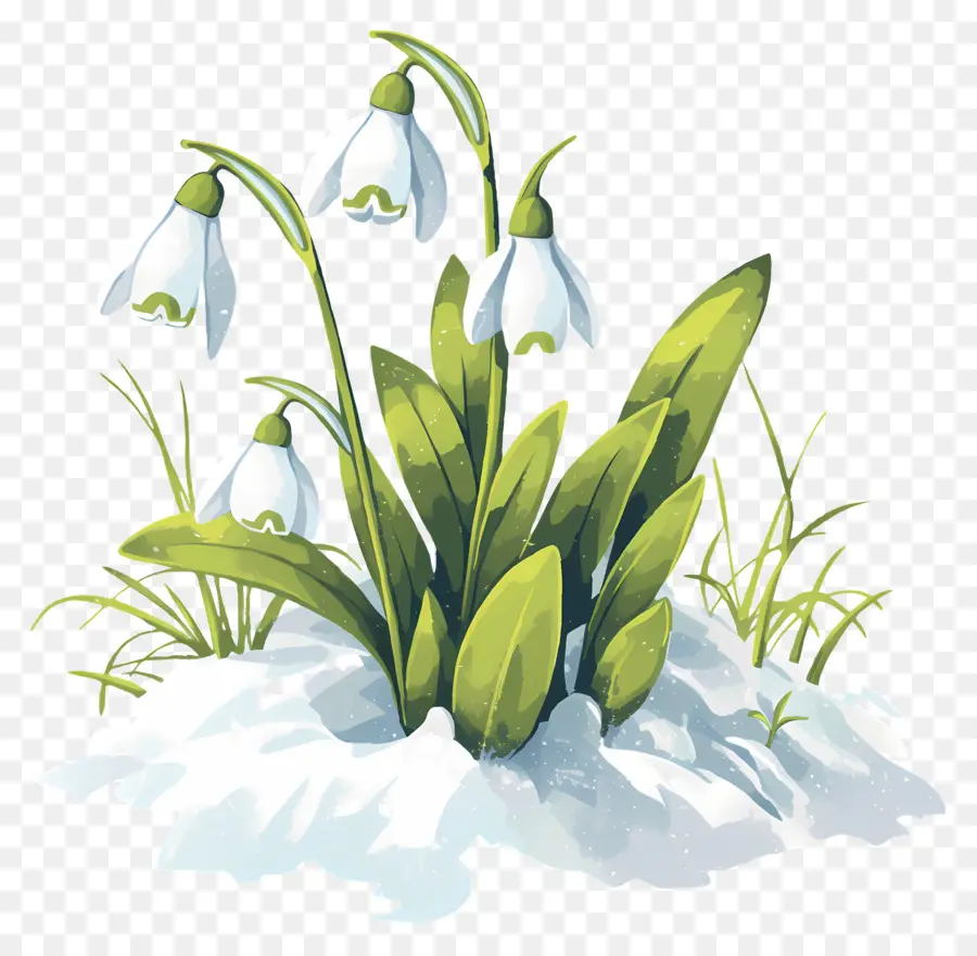 Snowdrops Na Neve，Inverno PNG