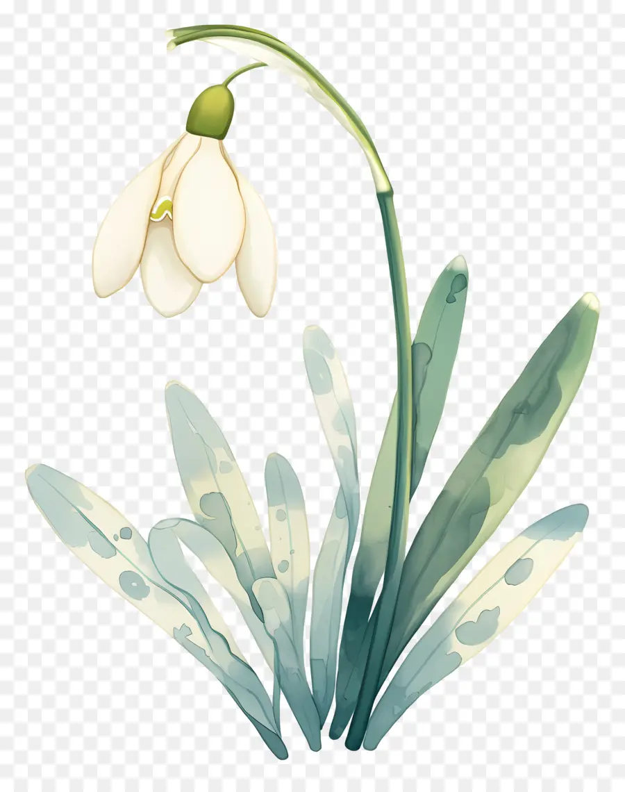 Flor Floco De Neve，Floco De Neve Branco PNG