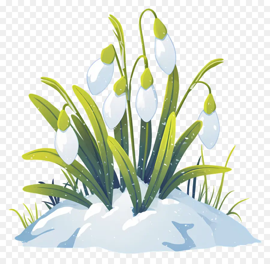 Snowdrops Na Neve，Gotas De Neve PNG