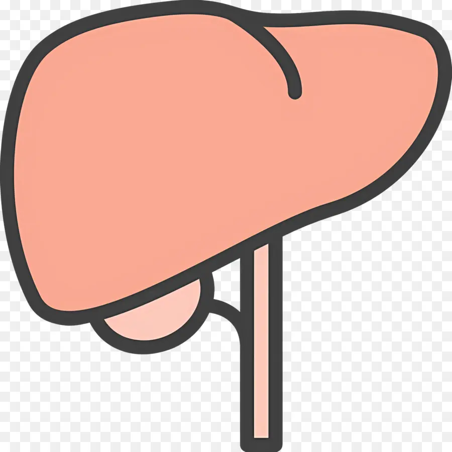 Fígado，Anatomia PNG