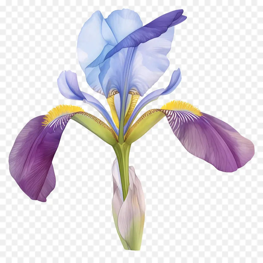 Íris Argelina，Flor De íris PNG