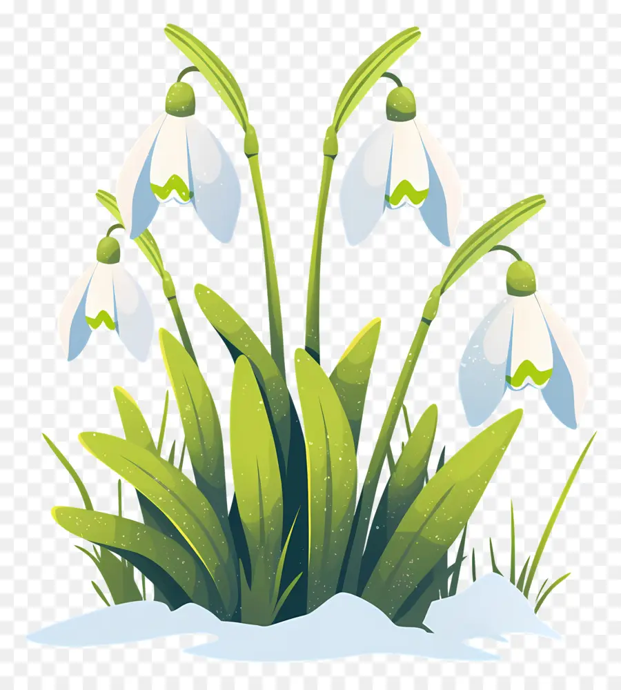 Snowdrops Na Neve，Gotas De Neve PNG