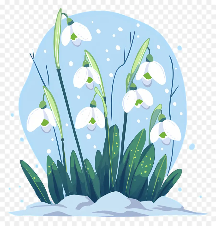 Snowdrops Na Neve，Gotas De Neve PNG