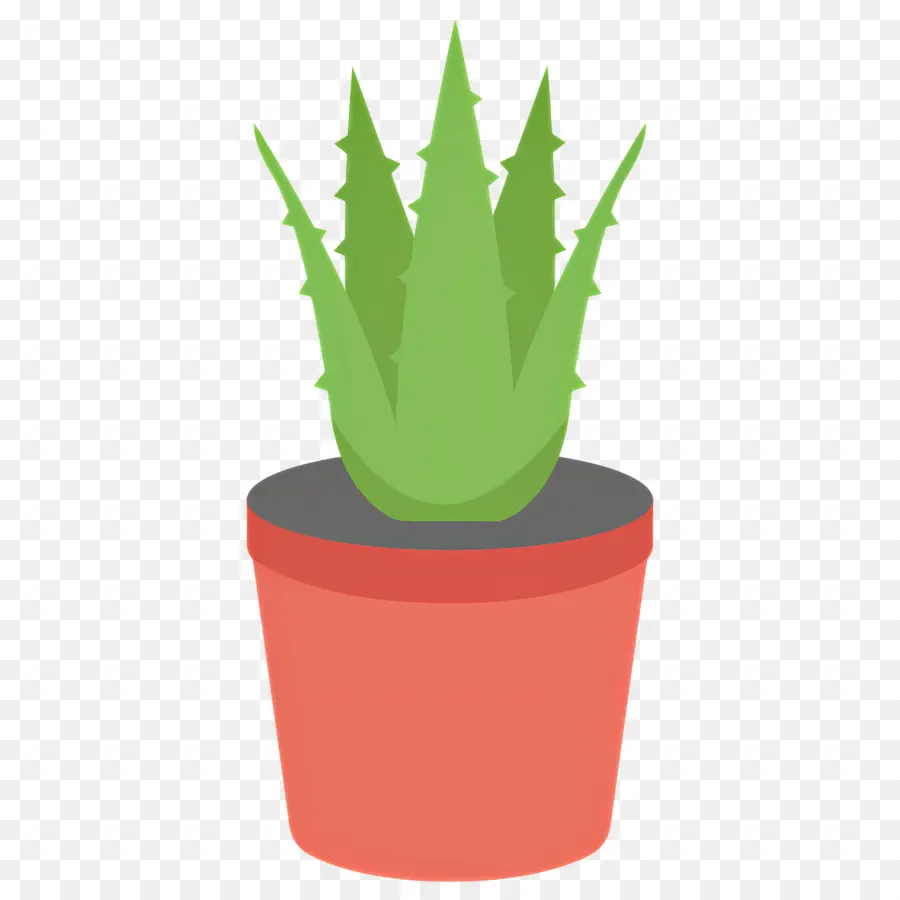 Aloe Vera，Planta Em Vaso PNG