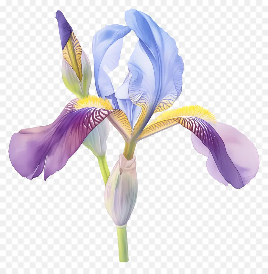 Íris Argelina，Flor De íris PNG