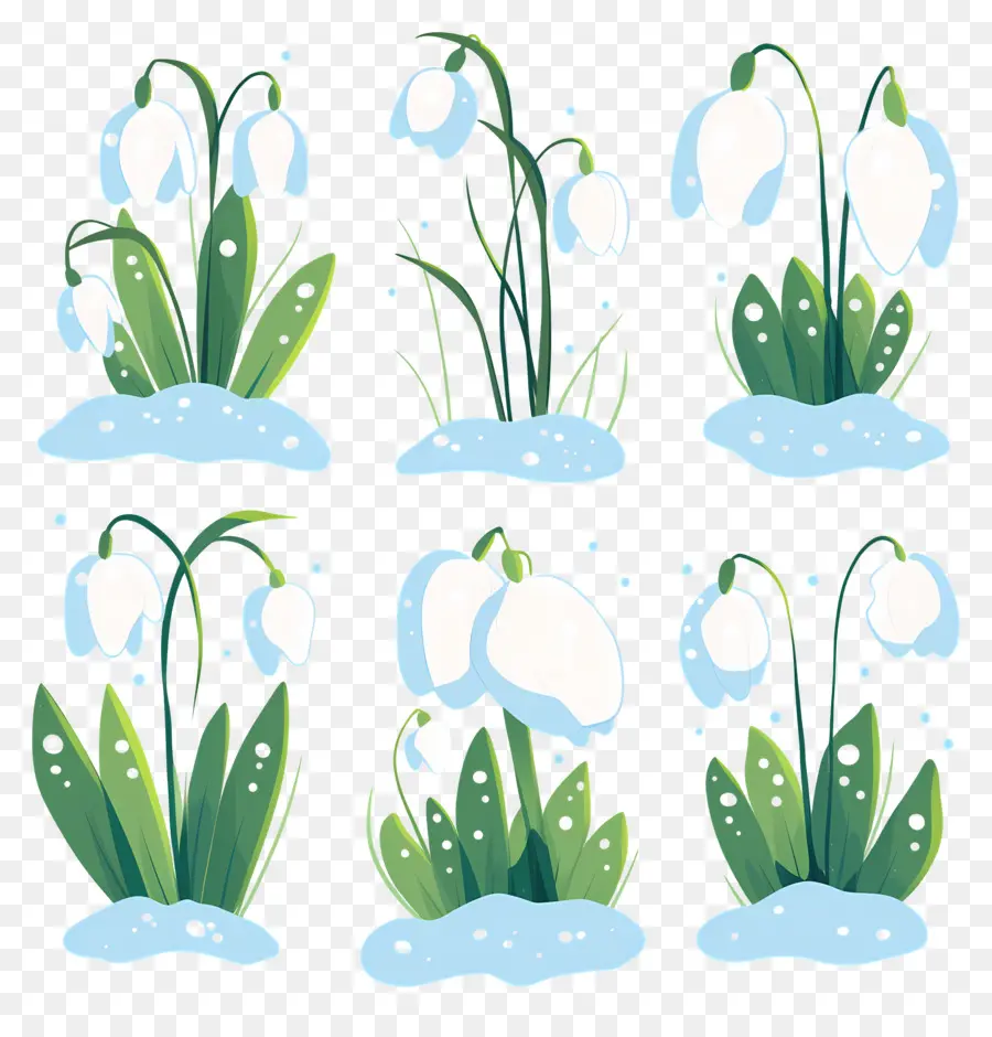 Snowdrops Na Neve，Flores De Floco De Neve PNG