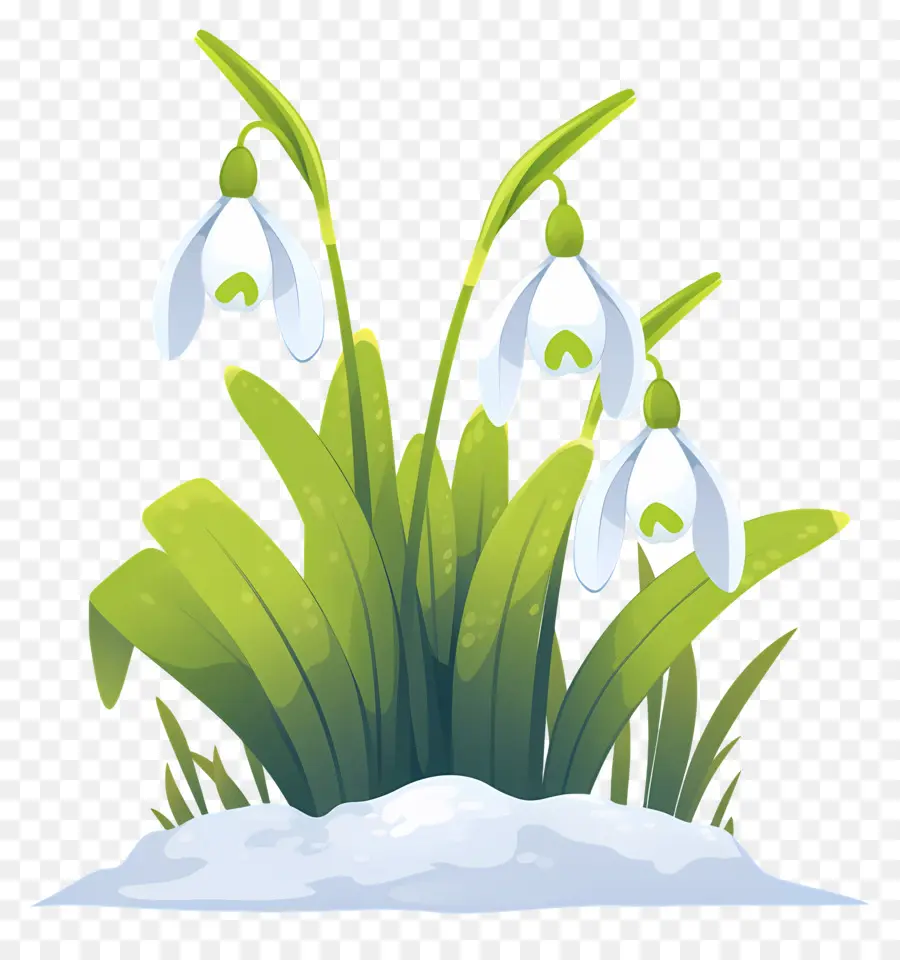 Snowdrops Na Neve，Flores De Floco De Neve PNG