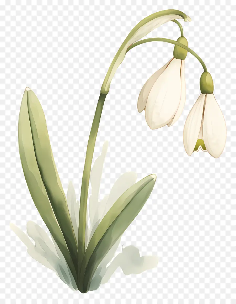 Flor Floco De Neve，Floco De Neve Branco PNG