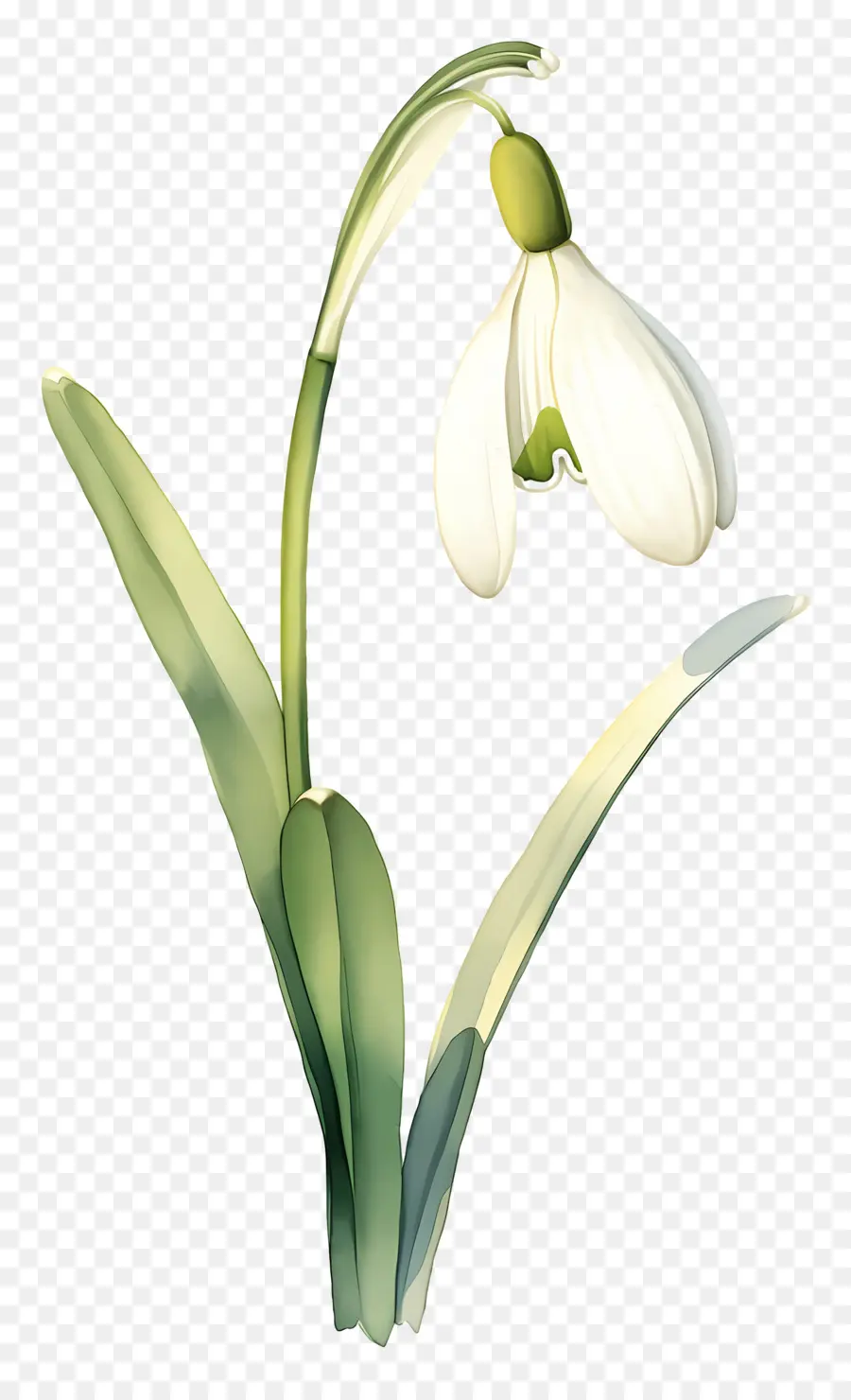 Flor Floco De Neve，Floco De Neve Branco PNG