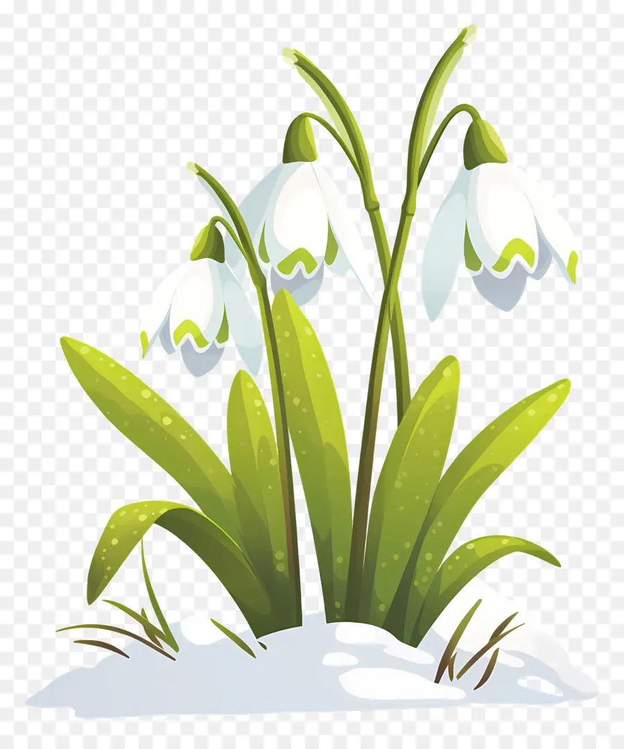 Snowdrops Na Neve，Flores De Floco De Neve PNG