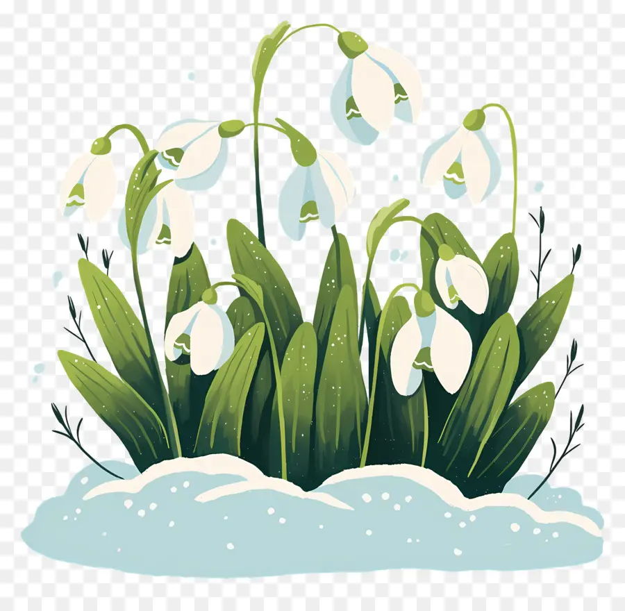 Snowdrops Na Neve，Gotas De Neve PNG