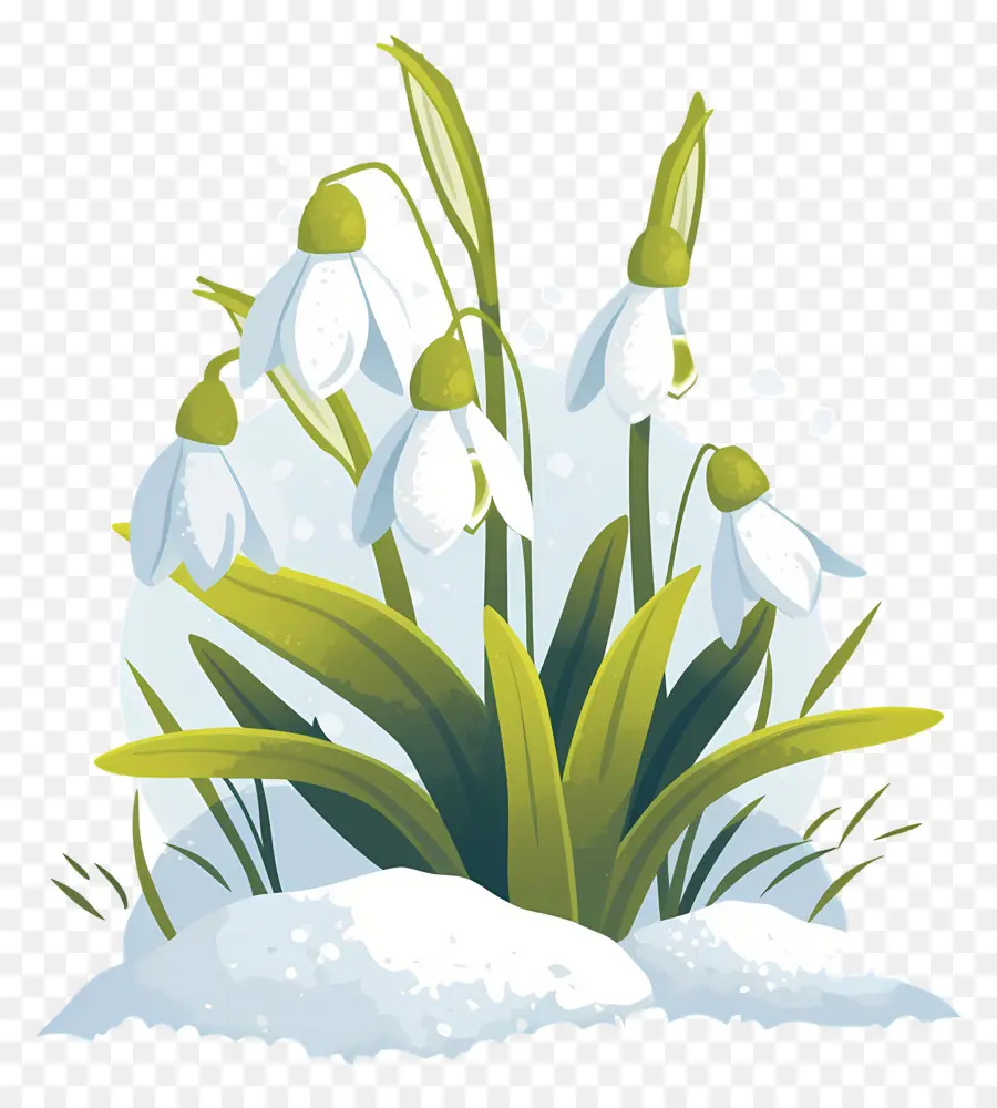 Snowdrops Na Neve，Flores De Floco De Neve PNG