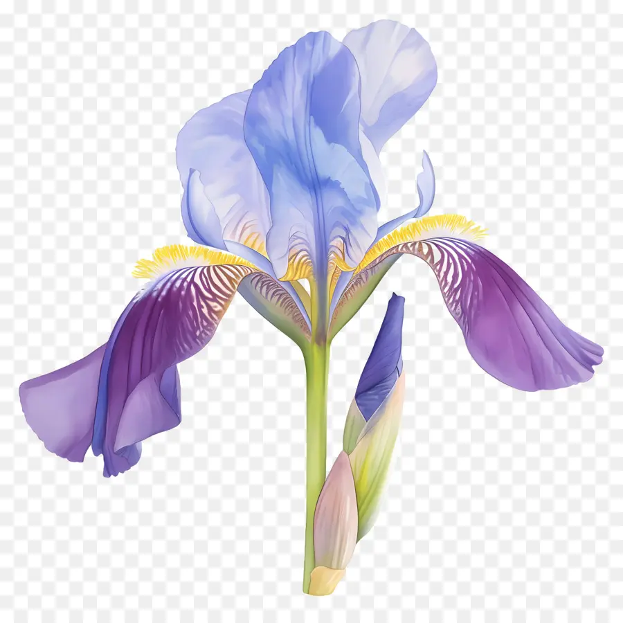 Íris Argelina，Flor De íris PNG