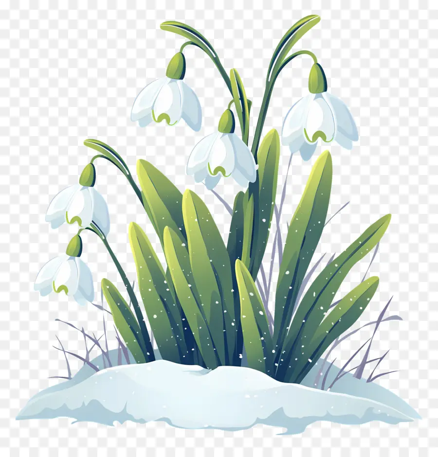 Snowdrops Na Neve，Gotas De Neve PNG