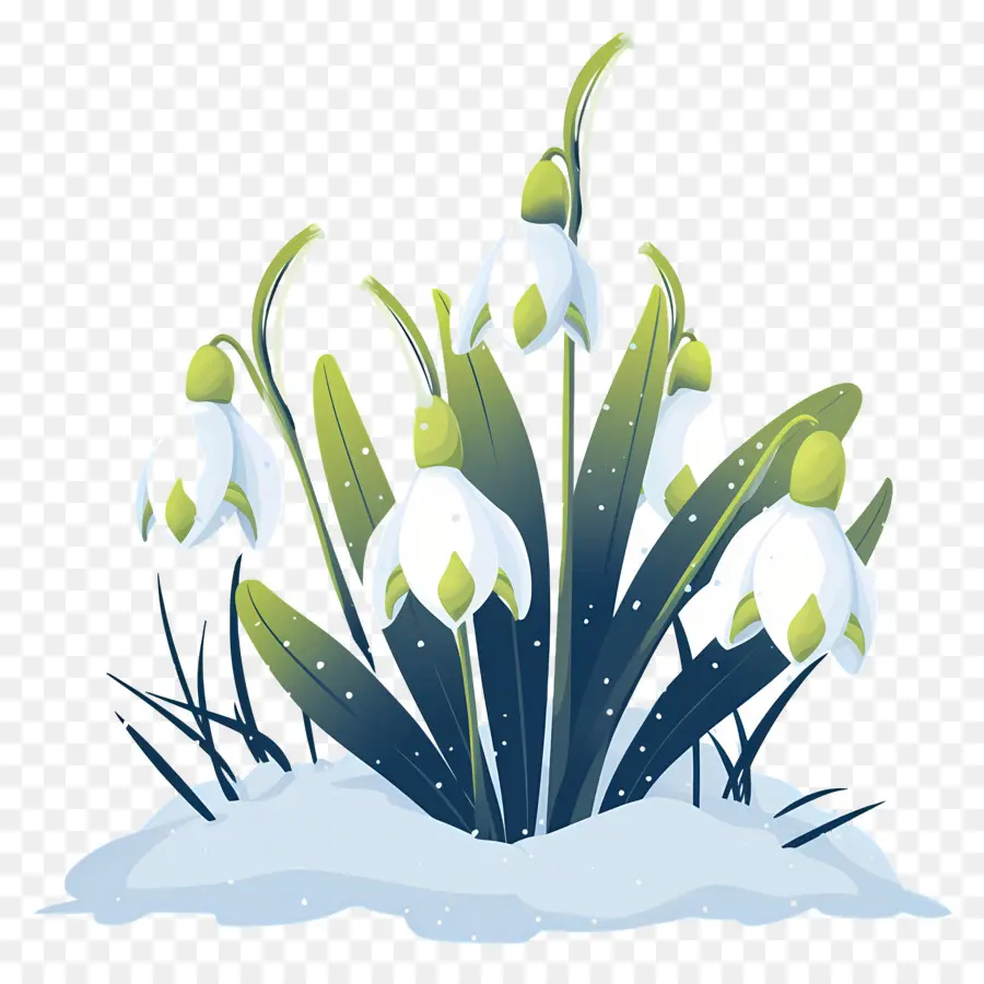 Snowdrops Na Neve，Flores De Floco De Neve PNG