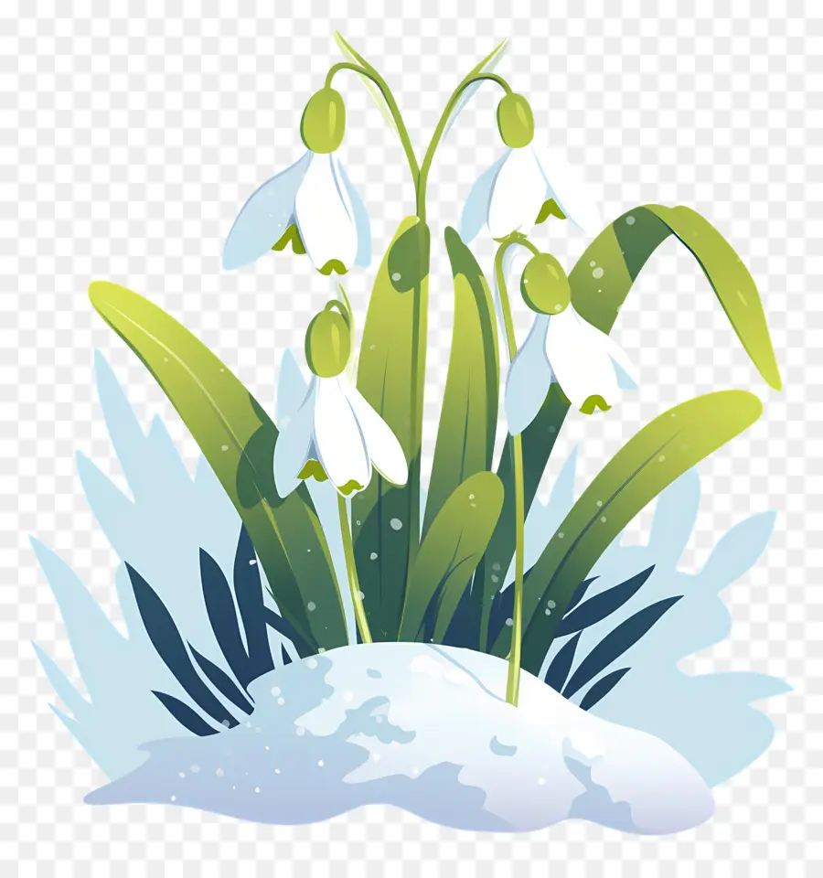 Snowdrops Na Neve，Inverno PNG