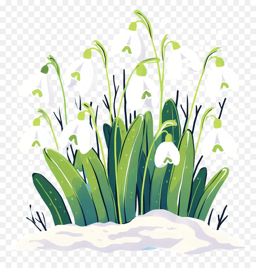 Snowdrops Na Neve，Flores De Floco De Neve PNG