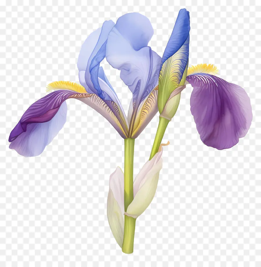 Íris Argelina，Flor De íris PNG