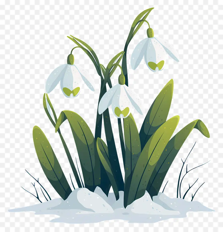 Snowdrops Na Neve，Flores De Floco De Neve PNG