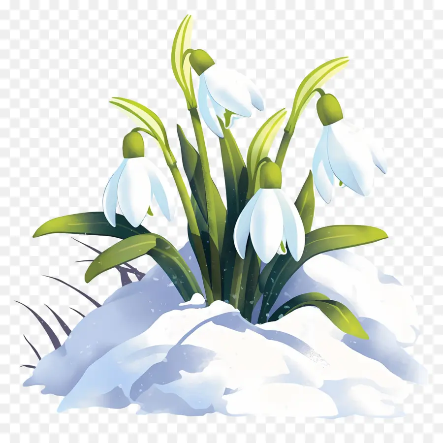 Snowdrops Na Neve，Gotas De Neve PNG