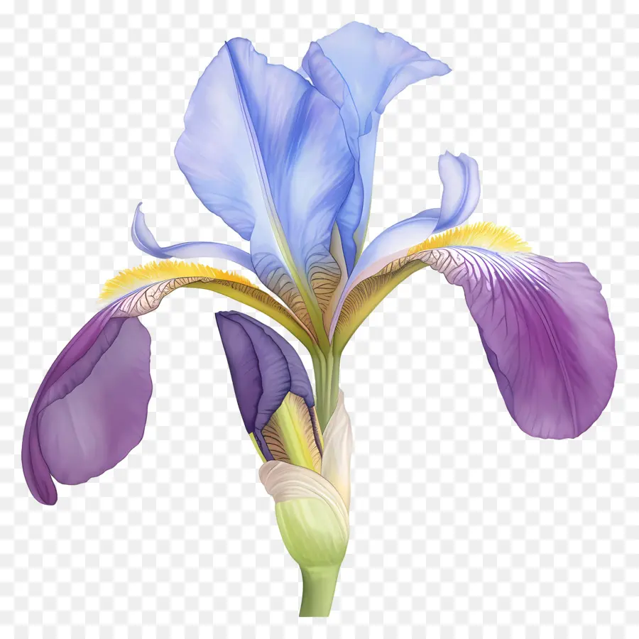 Íris Argelina，Flor De íris PNG