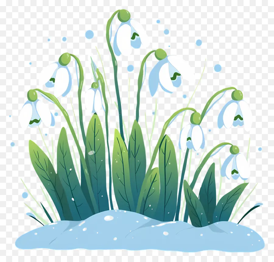 Snowdrops Na Neve，Snowdrops Emergindo PNG