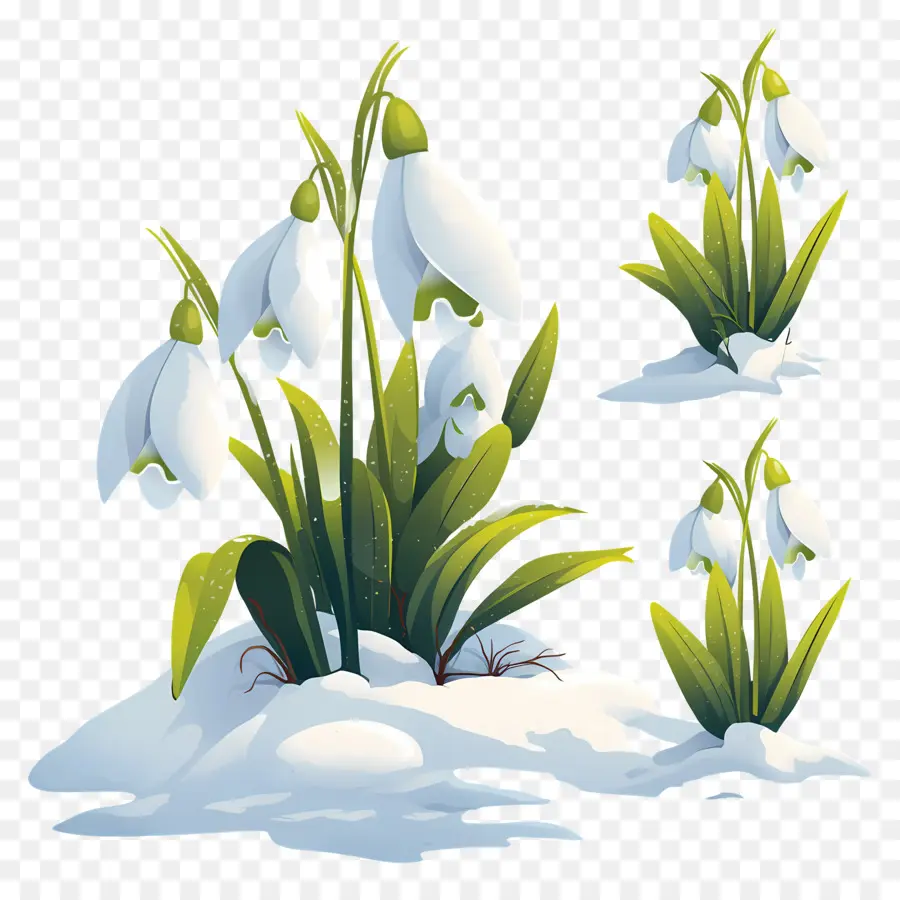 Snowdrops Na Neve，Inverno PNG