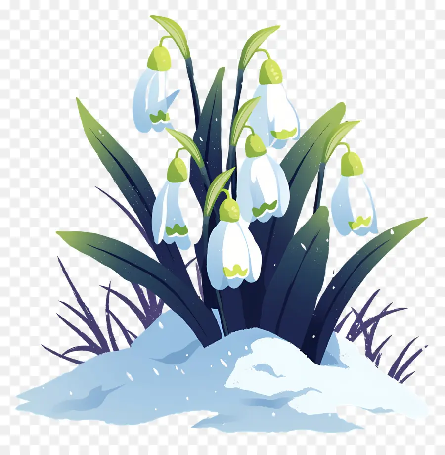 Snowdrops Na Neve，Gotas De Neve PNG