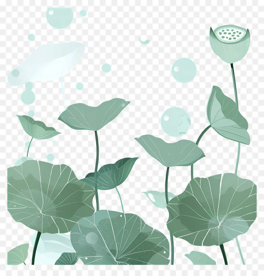 Folhas De Lótus，Folhas E Flores De Lótus PNG