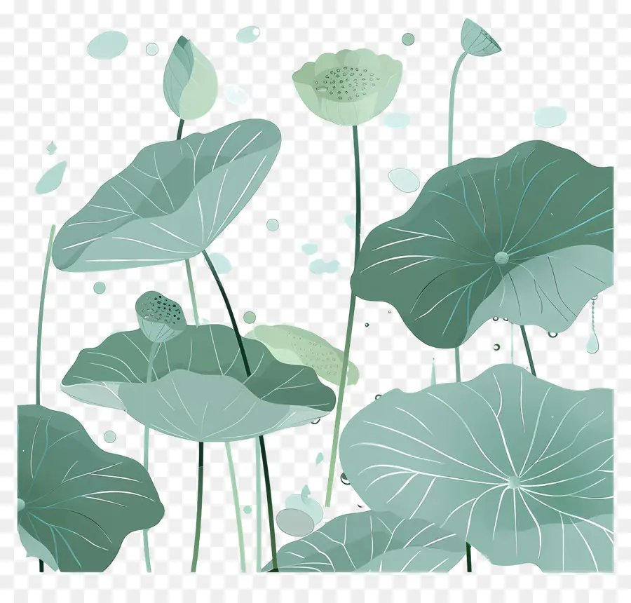 Folhas De Lótus，Folhas E Flores De Lótus PNG