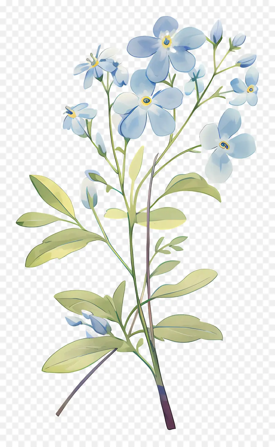 Esqueça Me Não Flor，Flor Azul PNG