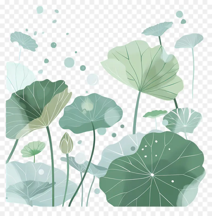 Folhas De Lótus，Folhas E Flores De Lótus PNG