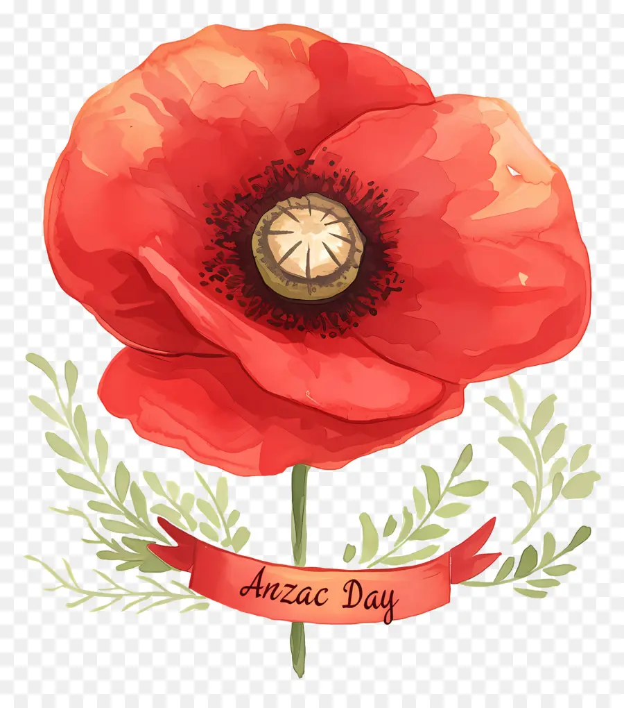 Dia Anzac，Papoilas Do Dia Anzac PNG