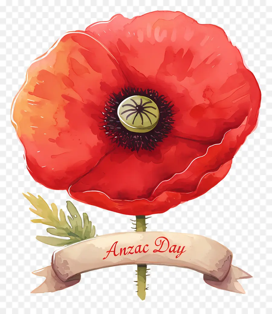 Dia Anzac，Papoilas Do Dia Anzac PNG