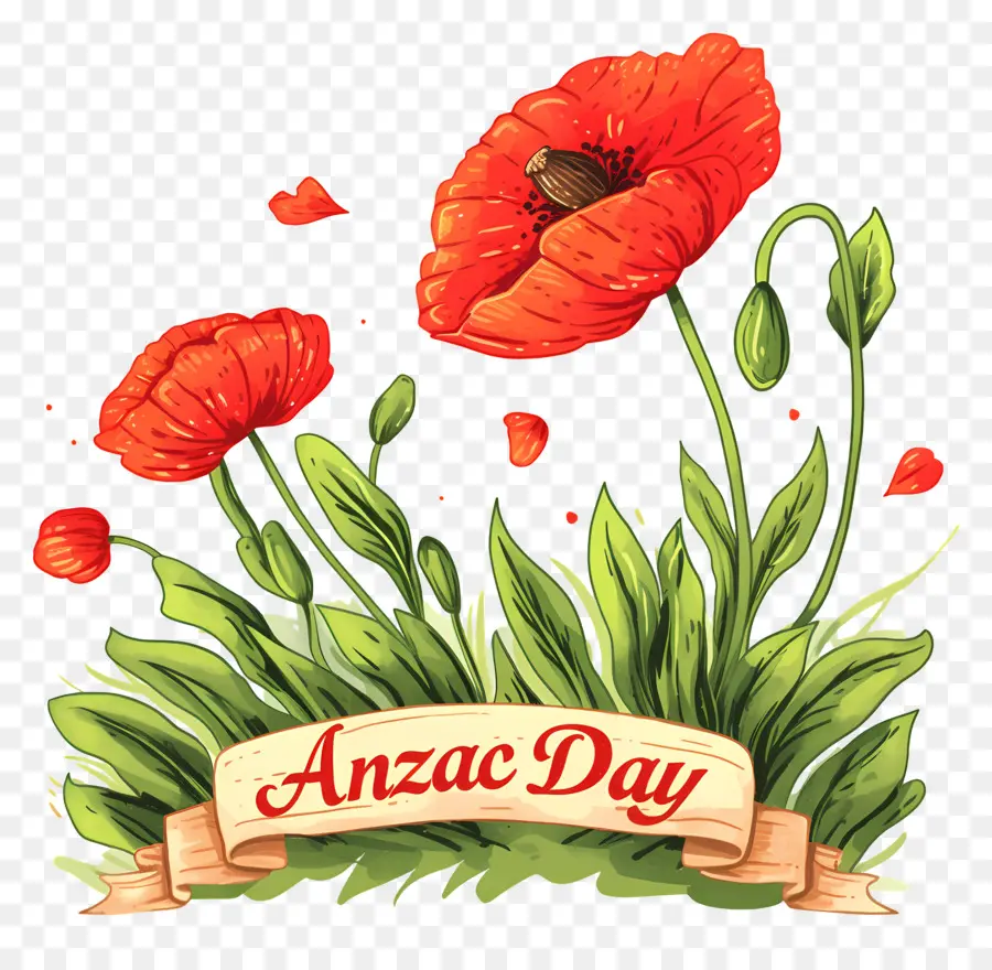 Dia Anzac，Papoilas Do Dia Anzac PNG