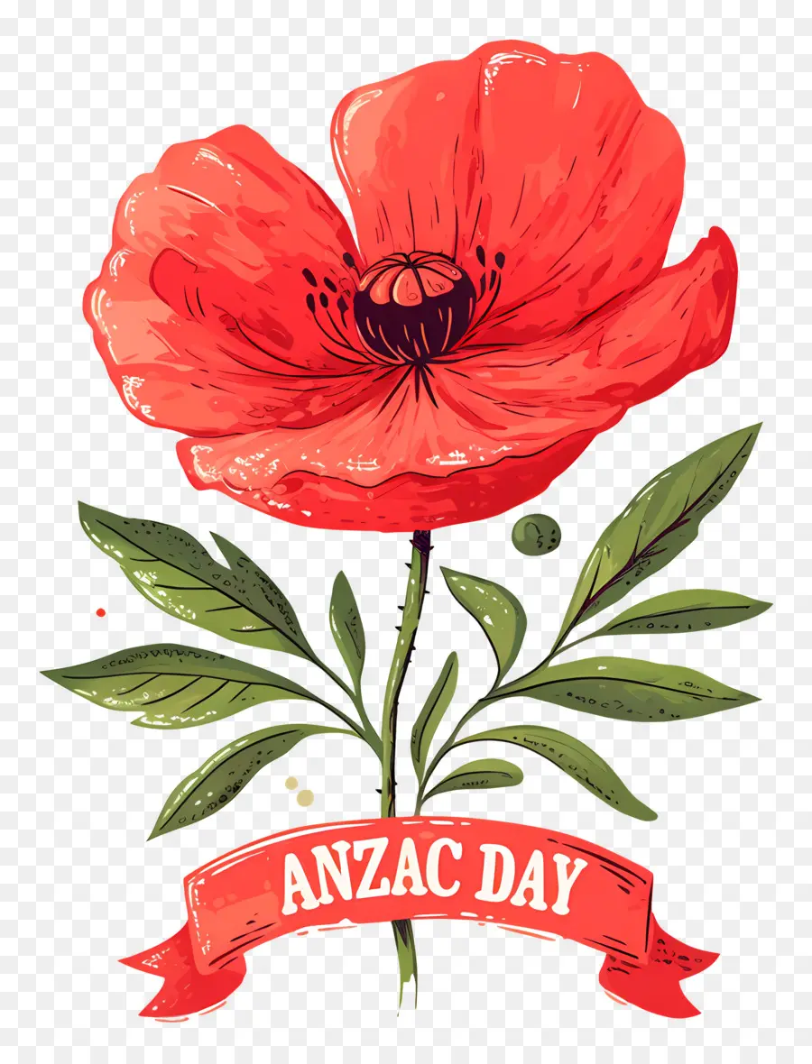 Dia Anzac，Papoilas Do Dia Anzac PNG