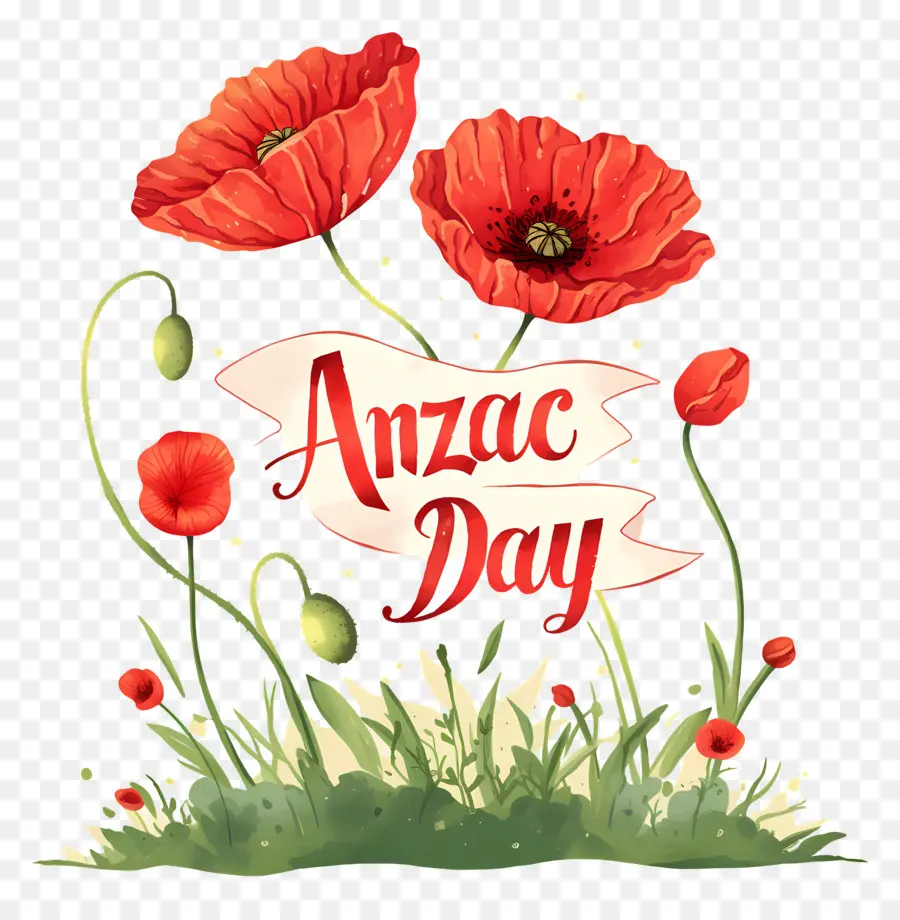 Dia Anzac，Papoilas Do Dia Anzac PNG