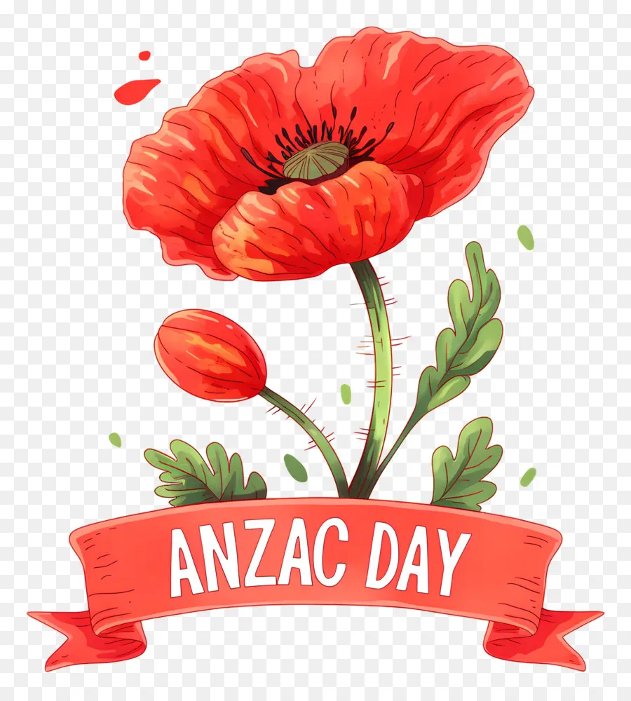 Dia Anzac，Papoilas Do Dia Anzac PNG