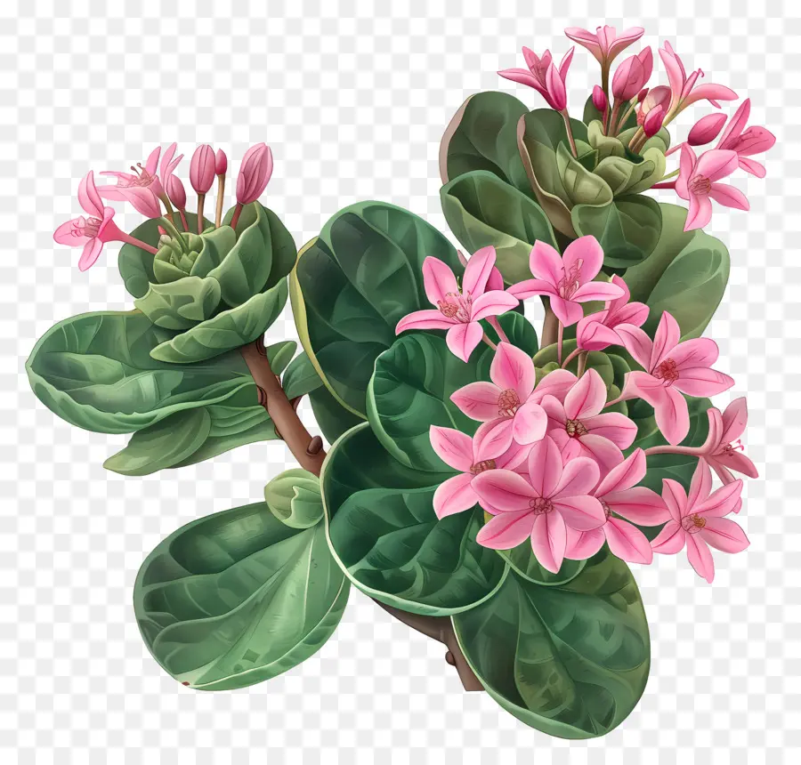 Crassula Pilea，Flores Cor De Rosa PNG