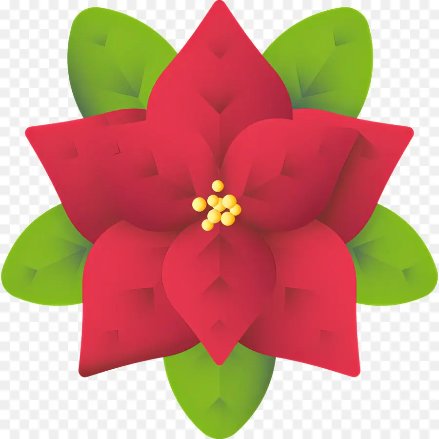 Poinsétia，Flor Vermelha PNG