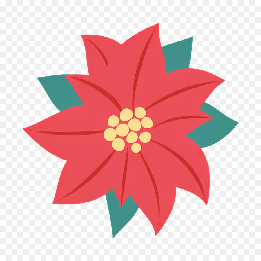 Poinsétia，Flor Vermelha PNG