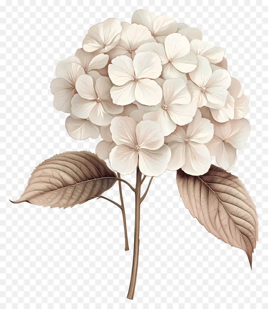 Hortênsias Secas，Hortênsia Branca PNG